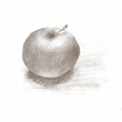 Jablko z archvu (uhlk na papieri)